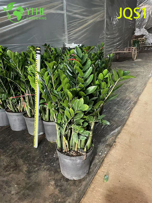 شجرة المال دائمة الخضرة Zamioculcas Zamiifolia للديكور الداخلي