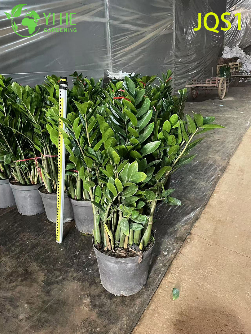 &Aacute;rbol de dinero Evergreen Zamioculcas Zamiifolia para decoraci&oacute;n de interiores