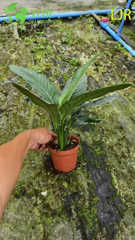 Grande folha Evergreen Spathiphyllum floribundum para planta de purifica&ccedil;&atilde;o de ar interna