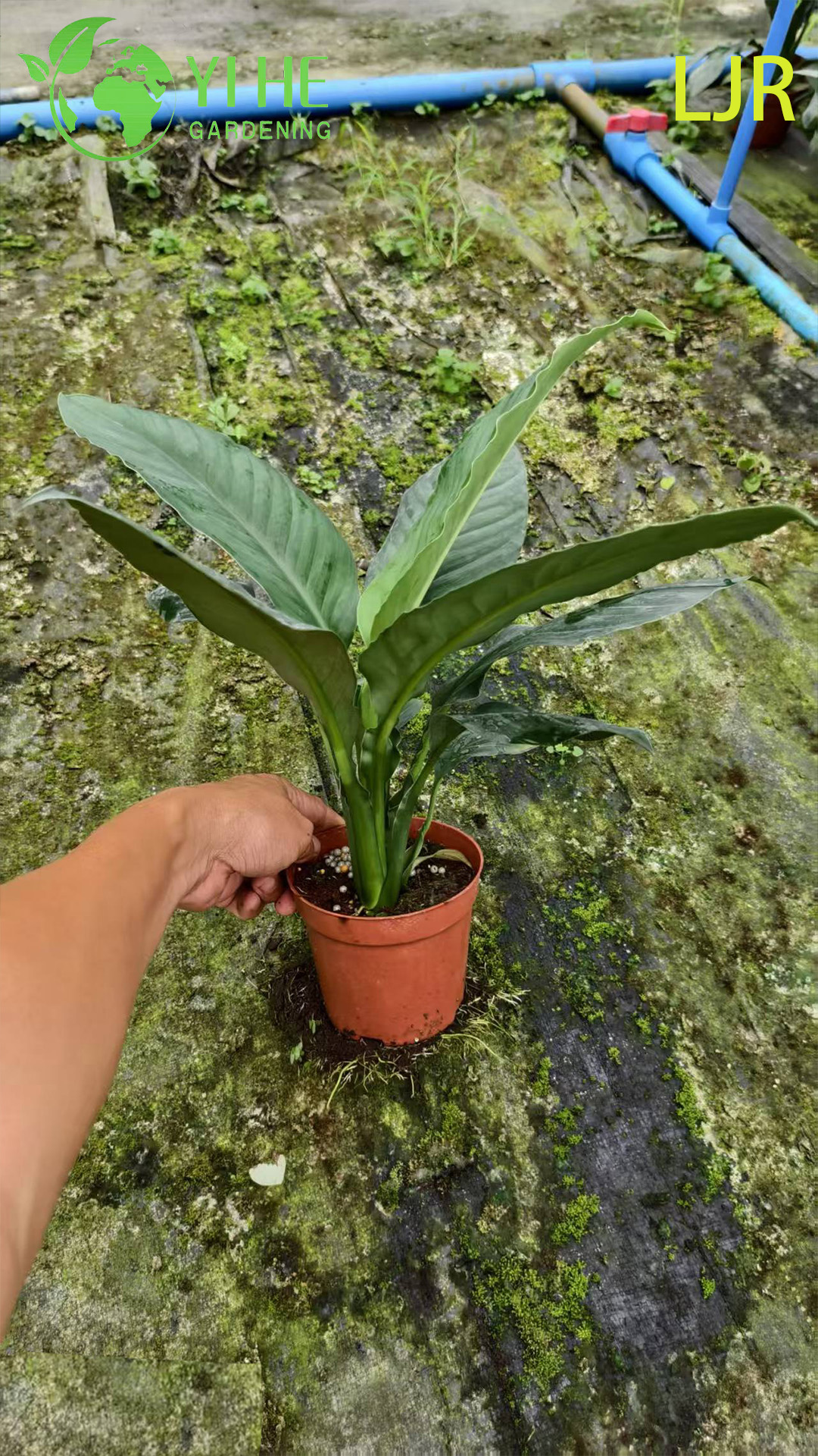 Grande folha Evergreen Spathiphyllum floribundum para planta de purifica&ccedil;&atilde;o de ar interna