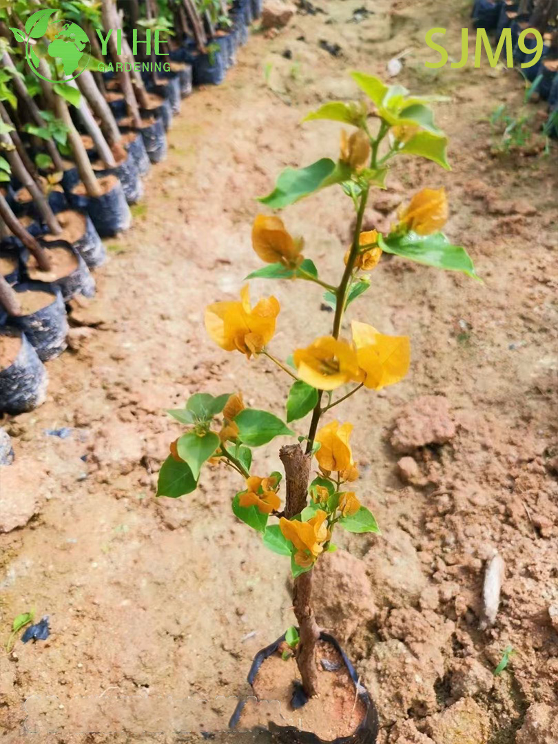 Groothandel Bougainvillea Startplanten Jonge Liners voor Kwekerij Bonsai