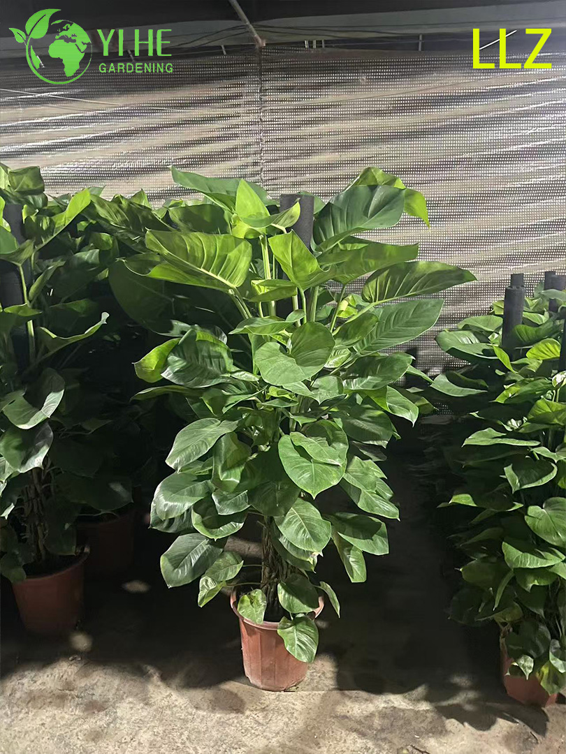 Evergreen Large - Leaf Pothos Pole para planta de purifica&ccedil;&atilde;o de ar interna