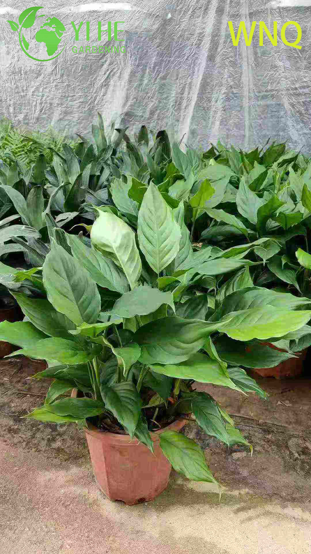 Dieffenbachia sp. pour plante de d&eacute;coration int&eacute;rieure