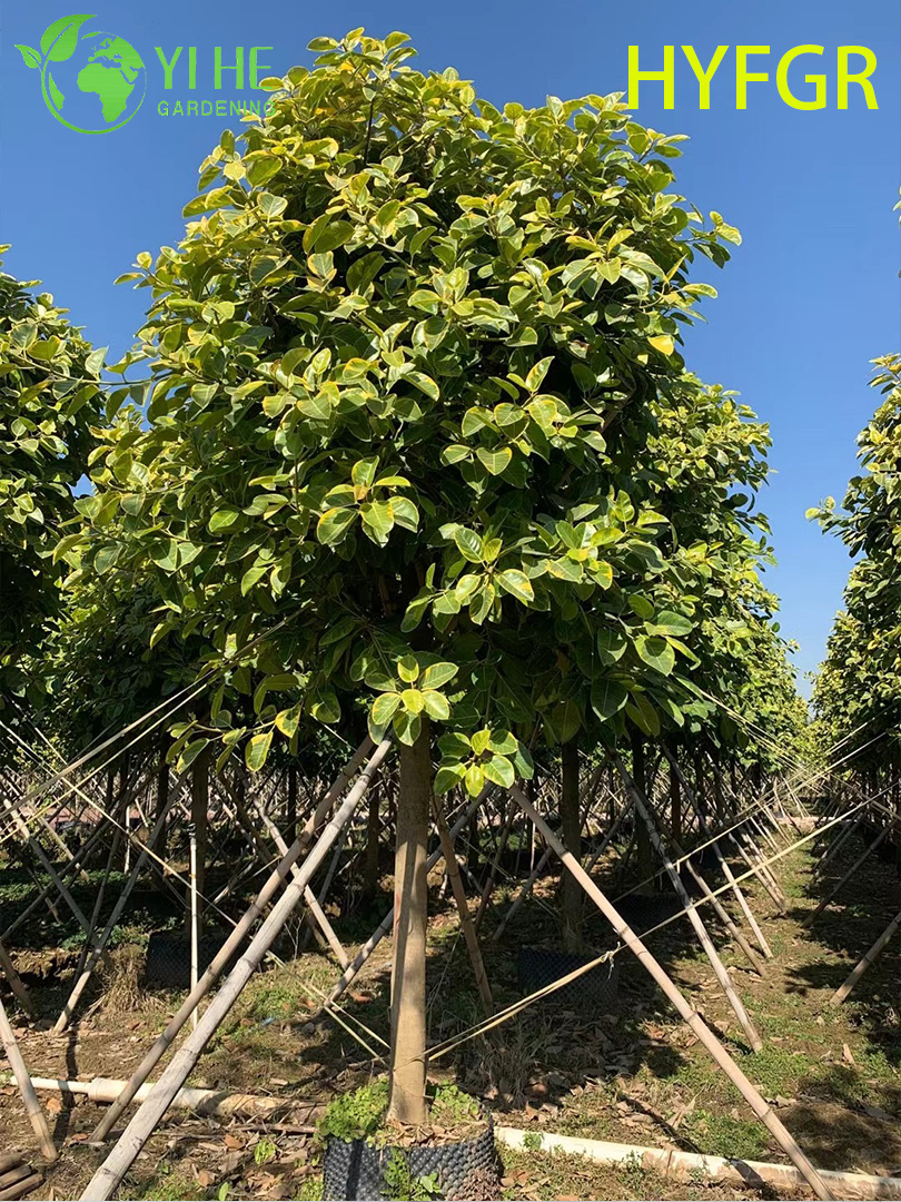 C&acirc;y trang tr&iacute; trong chậu Ficus Variegata t&aacute;n l&aacute; trong nh&agrave;