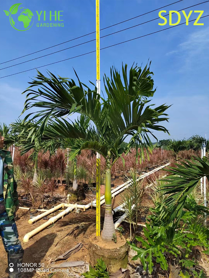 Weihnachtspalme (Adonidia Merrillii) im Großhandel – Immergrüne Zierpalmen