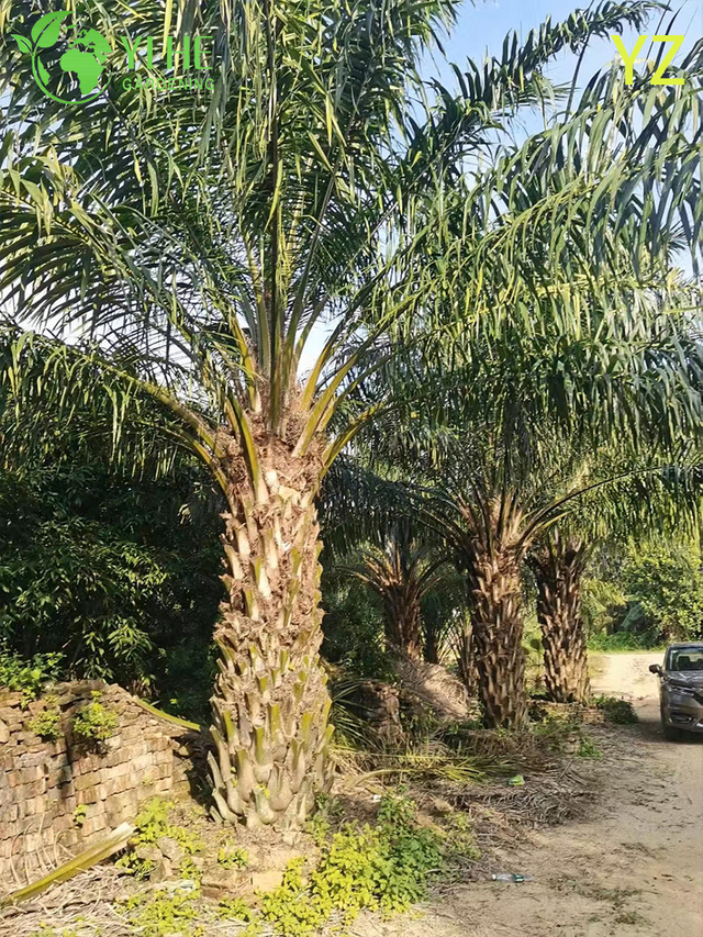 የጅምላ ዘይት ፓልም (Elaeis Guineensis) - ከፍተኛ-የሚያፈሩትን Evergreen መዳፎች
