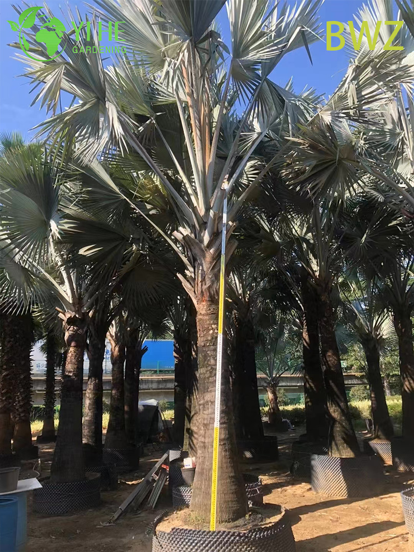 Venta al por mayor para paisajismo al aire libre, decoraci&oacute;n de jardines y proyectos comerciales