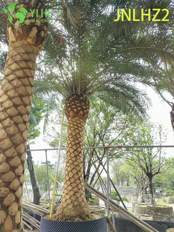 Kanarische Dattelpalme (Phoenix Canariensis) im Gro&szlig;handel – gro&szlig;e, salztolerante, winterharte Palmen
