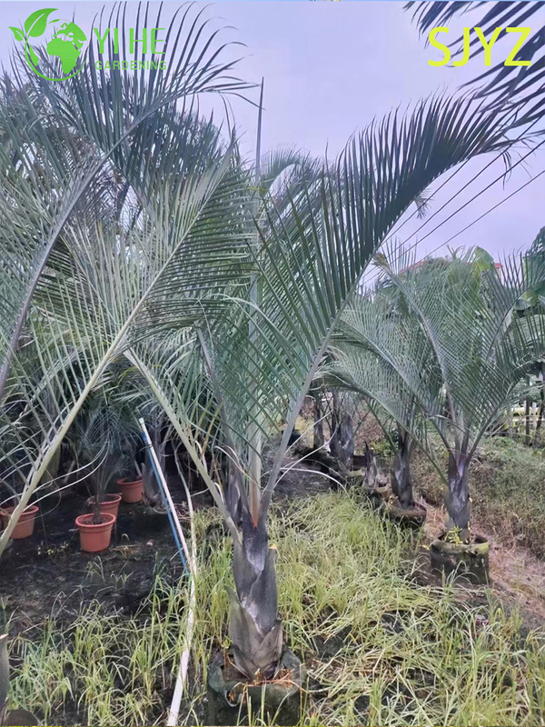 Palma Triangular (Dypsis Decaryi) Al Por Mayor - Palmas Ornamentales De Hoja Perenne