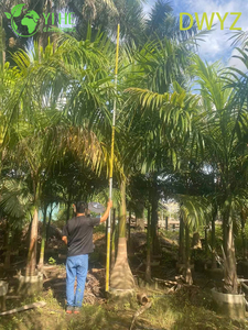 K&ouml;nigspalme (Roystonea Regia) im Gro&szlig;handel – Hohe immergr&uuml;ne Palmen