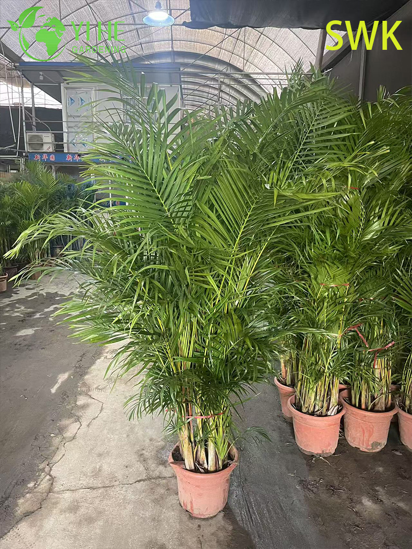 Chrysalidocarpus lutescens Tropische immergr&uuml;ne Palme f&uuml;r die Dekoration im Innen- und Au&szlig;enbereich