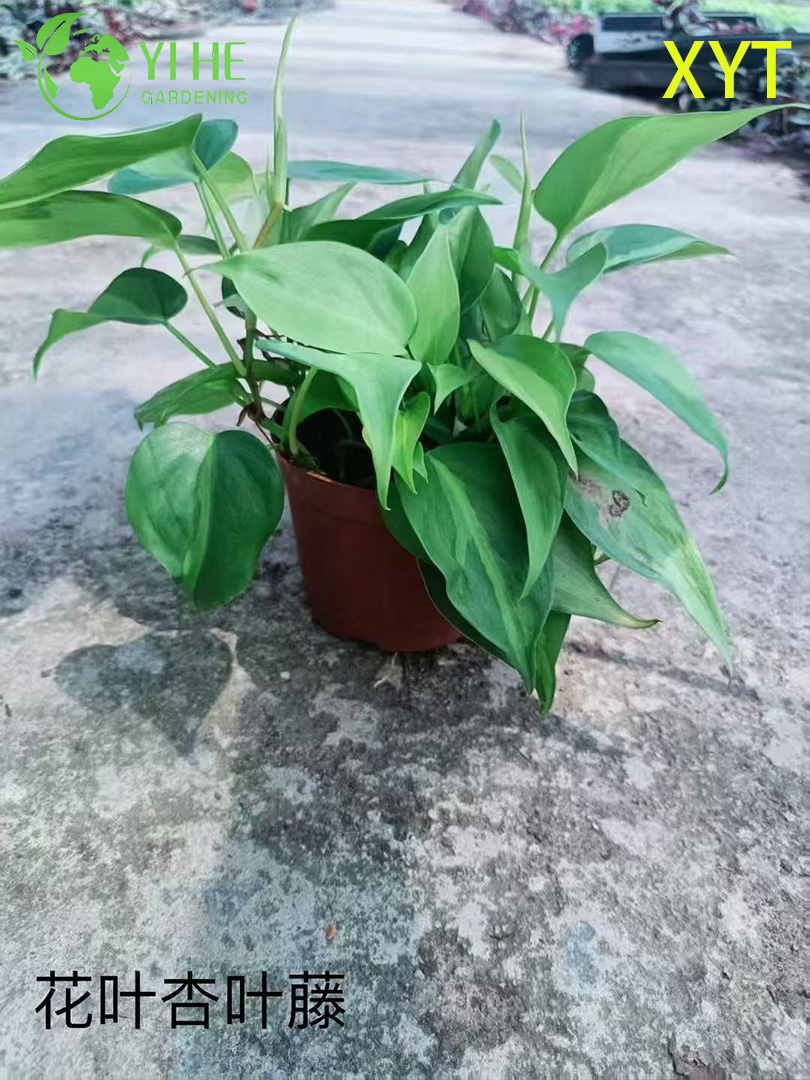 Оптовые горшечные растения Syngonium Podophyllum для внутреннего декора висячей листвы