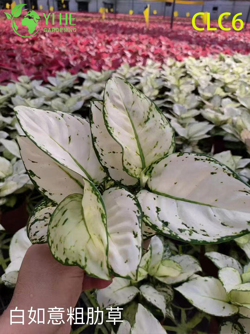 Toptan Aglaonema Bitkileri - Ev Ofis Dekorasyonu i&ccedil;in İ&ccedil; Mekan Tropikal Yeşillik