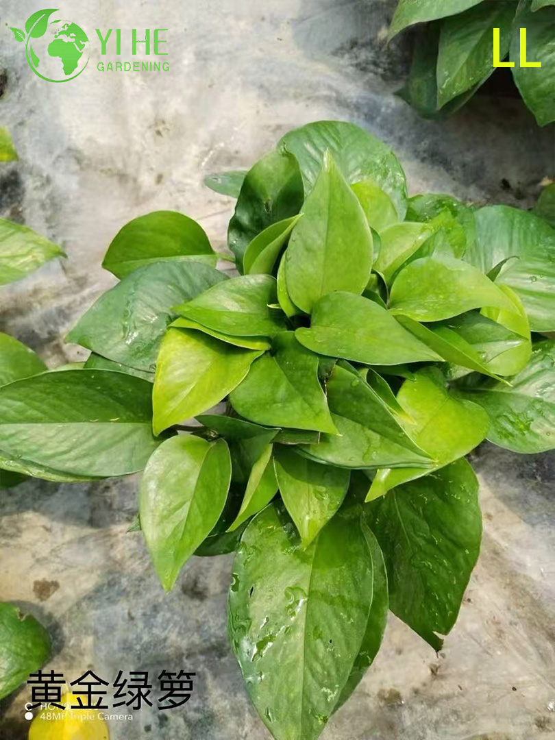 Оптовые горшечные растения Epipremnum Aureum для подвесного декора для очистки воздуха в помещении