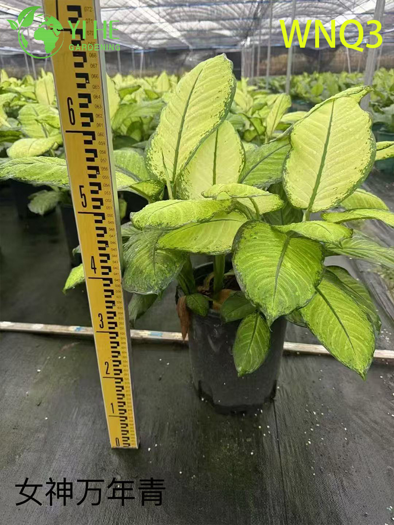 Hochwertige immergr&uuml;ne Pflanzen f&uuml;r den Gro&szlig;handel – dekoratives tropisches Blattwerk f&uuml;r den Innen- und Au&szlig;enbereich