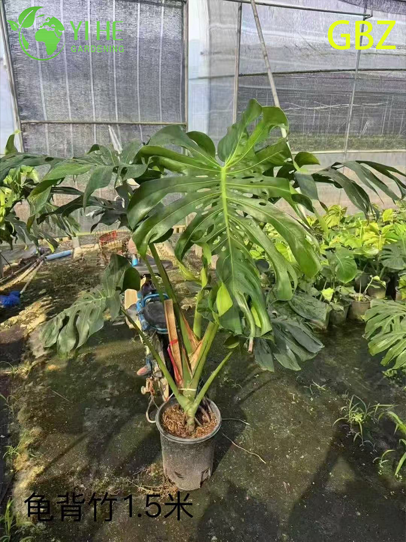 Groothandel Monstera Deliciosa potplanten voor binnendecoratie met groot blad