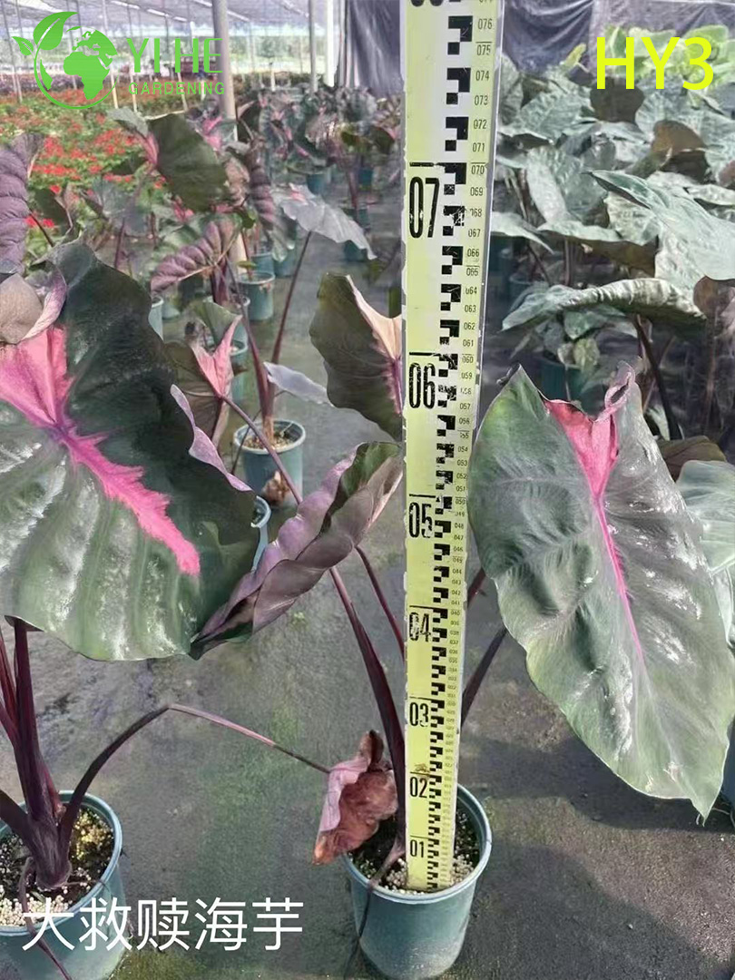 ፕሪሚየም ትልቅ - ቅጠል Alocasia ለጅምላ ወደ ውጭ መላክ ማስጌጥ እና የመሬት ገጽታ