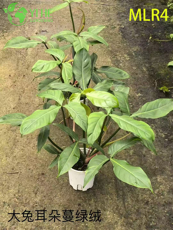 Piante di filodendro all'ingrosso - Vegetazione decorativa con fogliame lussureggiante per interni ed esterni