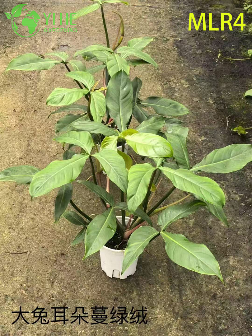 Piante di filodendro all'ingrosso - Vegetazione decorativa con fogliame lussureggiante per interni ed esterni