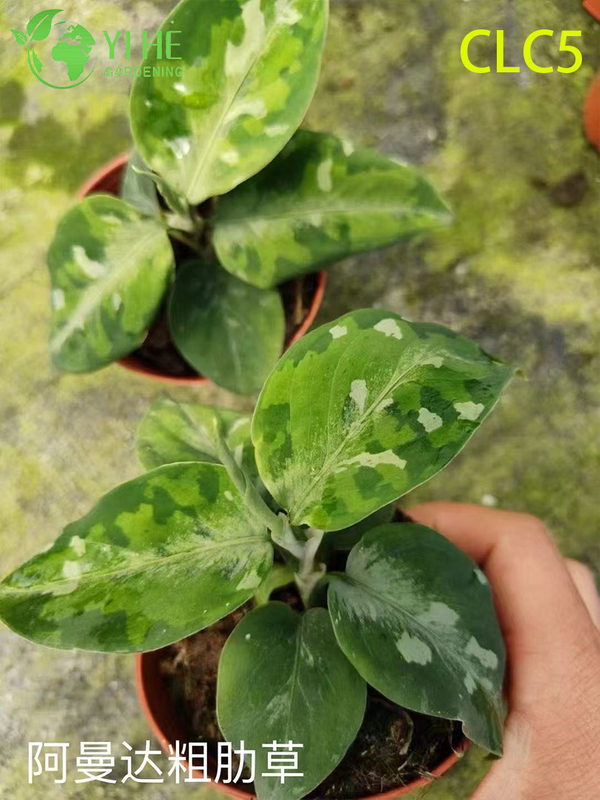 Toptan Aglaonema Bitkileri - Ev ve Ofis i&ccedil;in Canlı Yapraklı İ&ccedil; Mekan Dekoratif Yeşillik