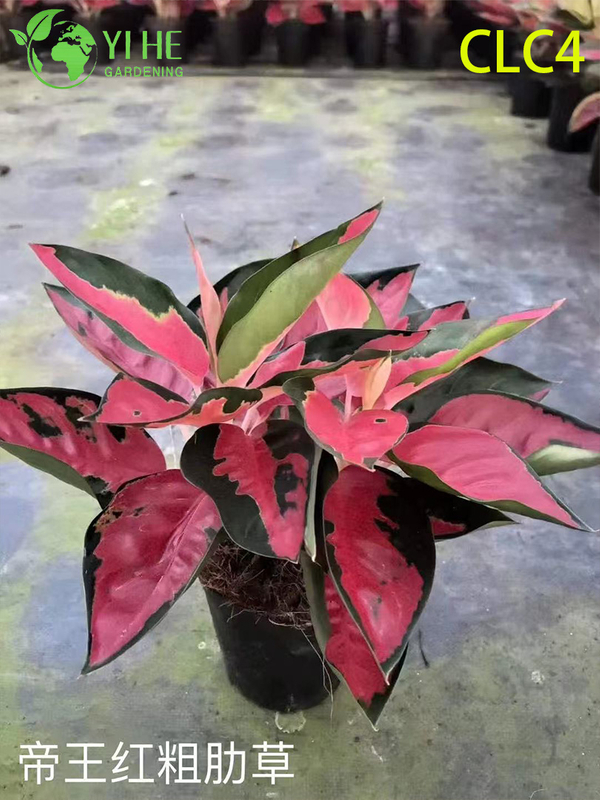الجملة نباتات Aglaonema الاستوائية للديكور الداخلي والخارجي