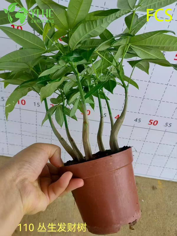 B&aacute;n bu&ocirc;n chậu c&acirc;y Pachira Aquatica cho văn ph&ograve;ng trong nh&agrave; & trang tr&iacute; nội thất