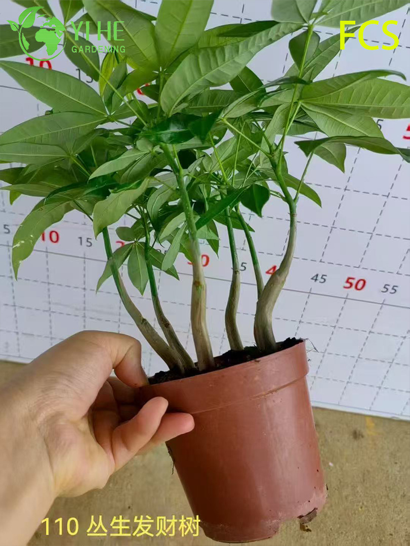 B&aacute;n bu&ocirc;n chậu c&acirc;y Pachira Aquatica cho văn ph&ograve;ng trong nh&agrave; & trang tr&iacute; nội thất