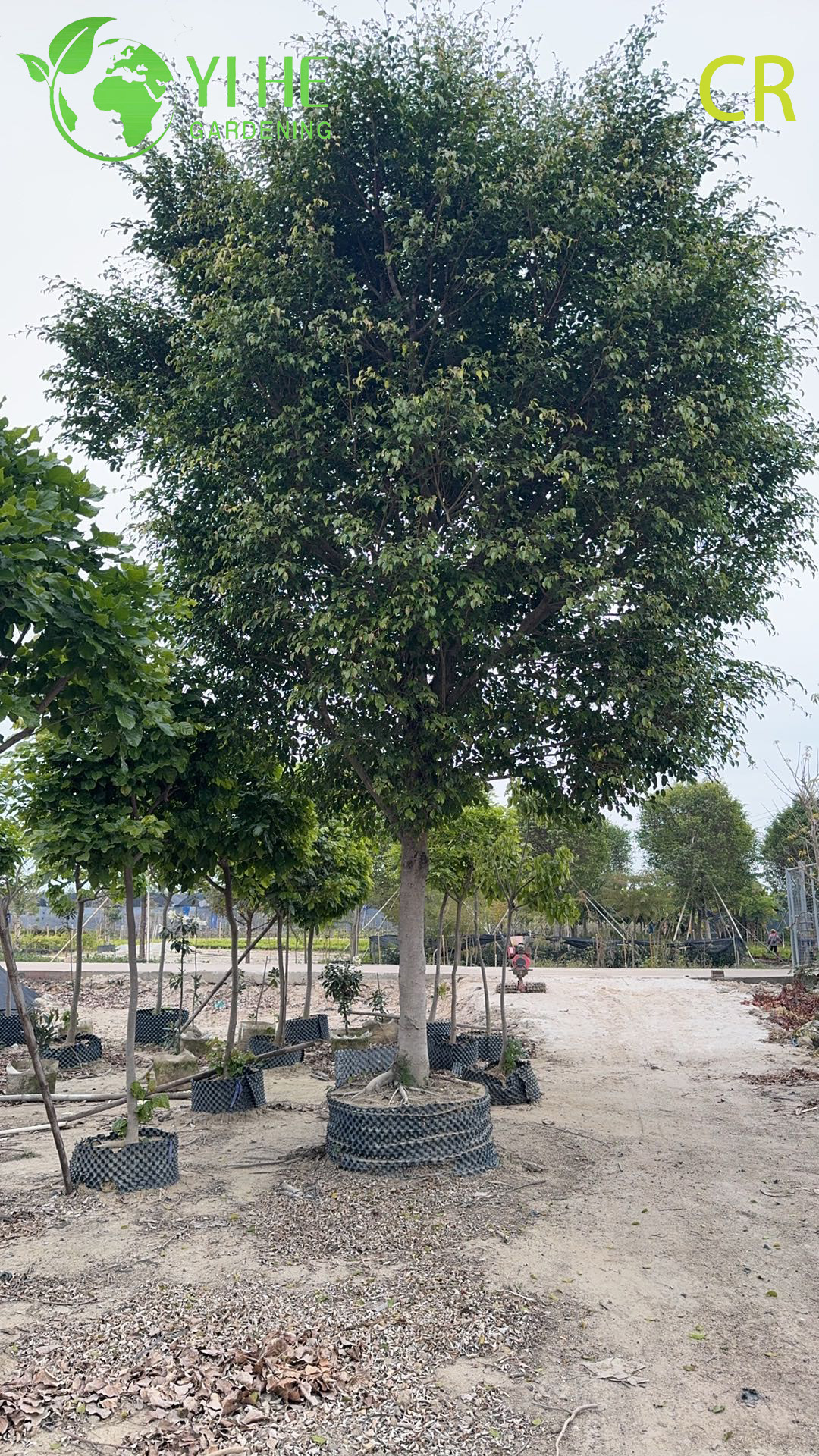 Großhandel mit Ficus Benjamina – zum Aufhängen im Innen- und Außenbereich