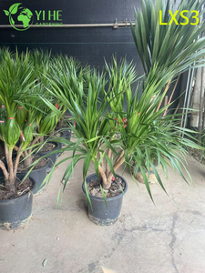 Grand Single - tronc Dracaena draco pour décor de verdure intérieure
