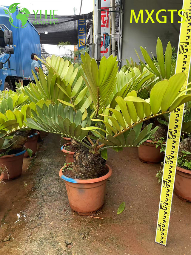 उद्यान सजावट के लिए हार्डी ज़ामिया फुरफुरासिया बोनसाई