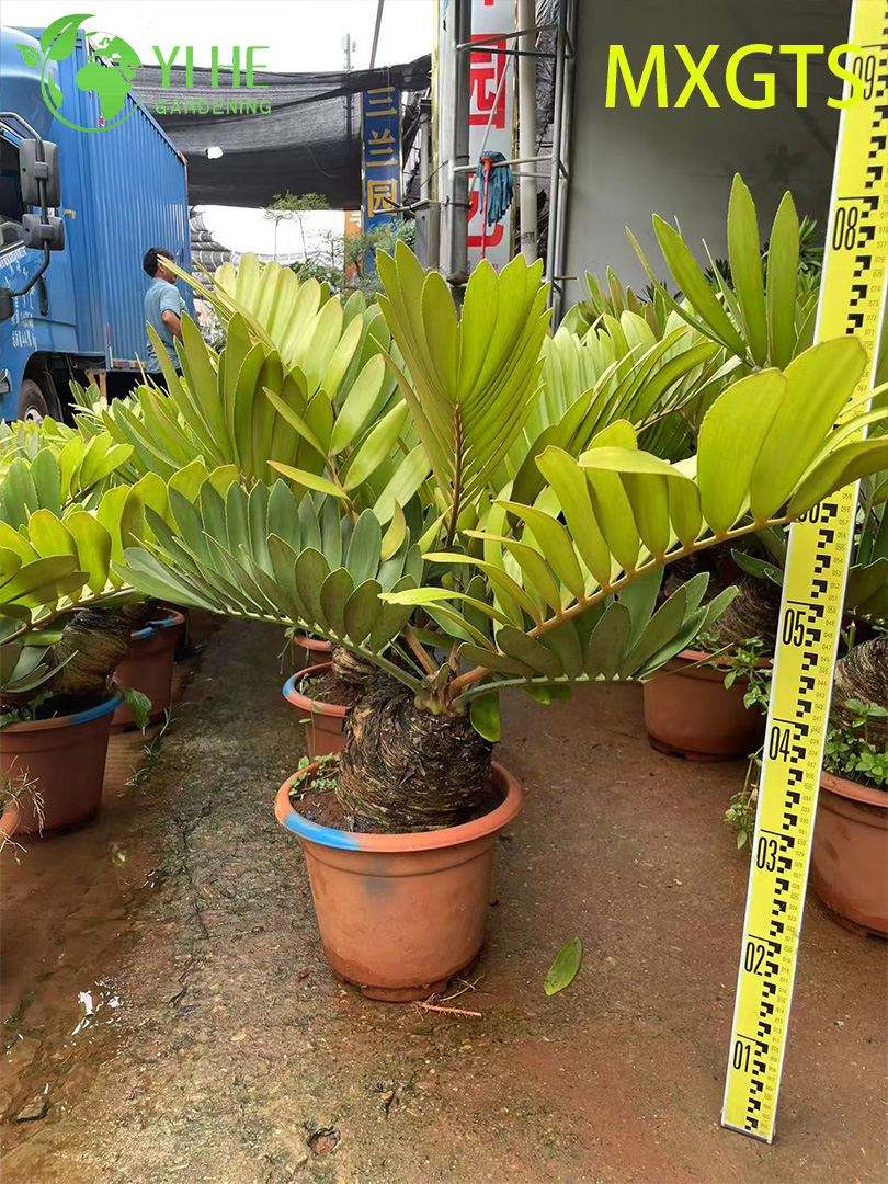 Winterharter Zamia Furfuracea Bonsai f&uuml;r die Gartendekoration