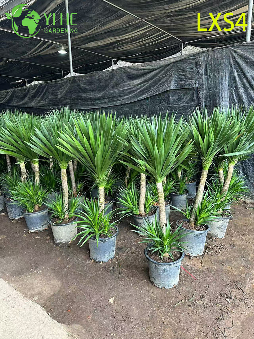 Grand Double - Dracaena draco &agrave; plusieurs niveaux pour la d&eacute;coration int&eacute;rieure et ext&eacute;rieure