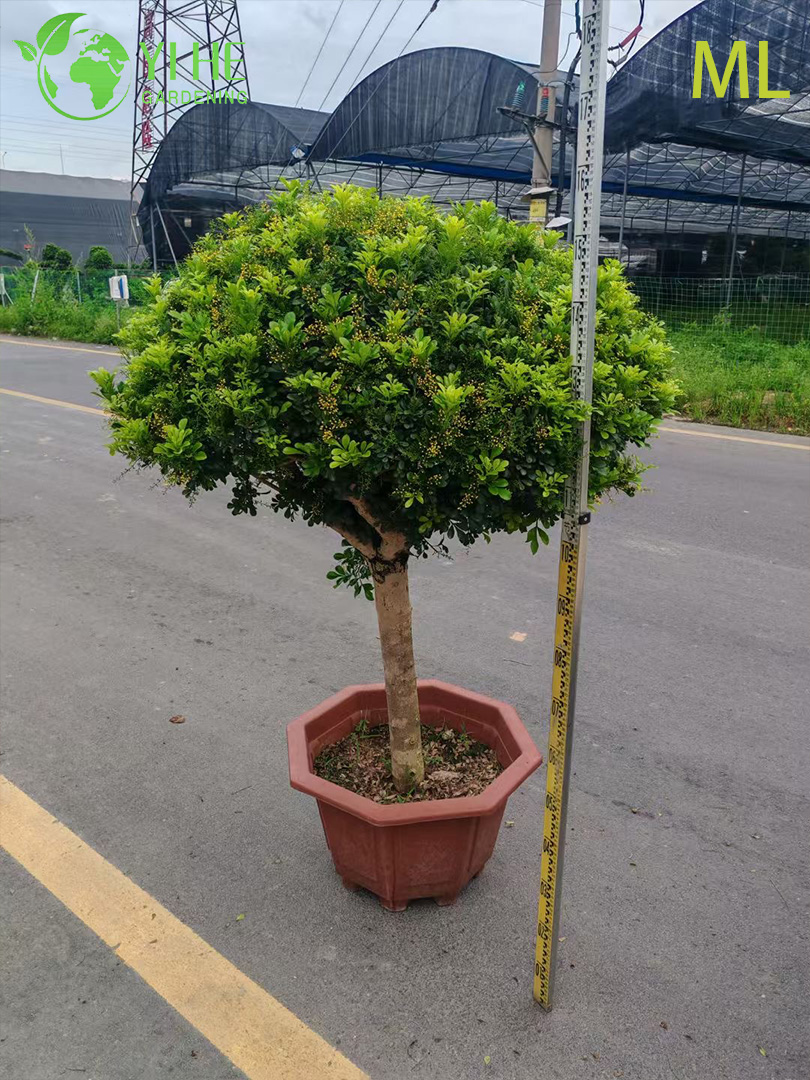 इनडोर सजावट के लिए सुगंधित एग्लिया ओडोरटा बोनसाई