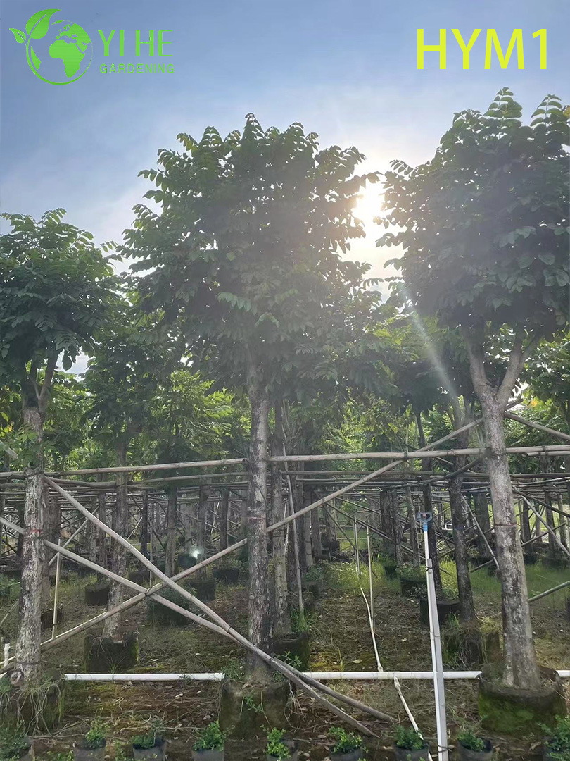 Albero fiorito ornamentale nativo di Spathodea campanulata
