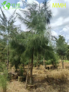 Ozdobne przybrzeżne drzewo Casuarina Equisetifolia