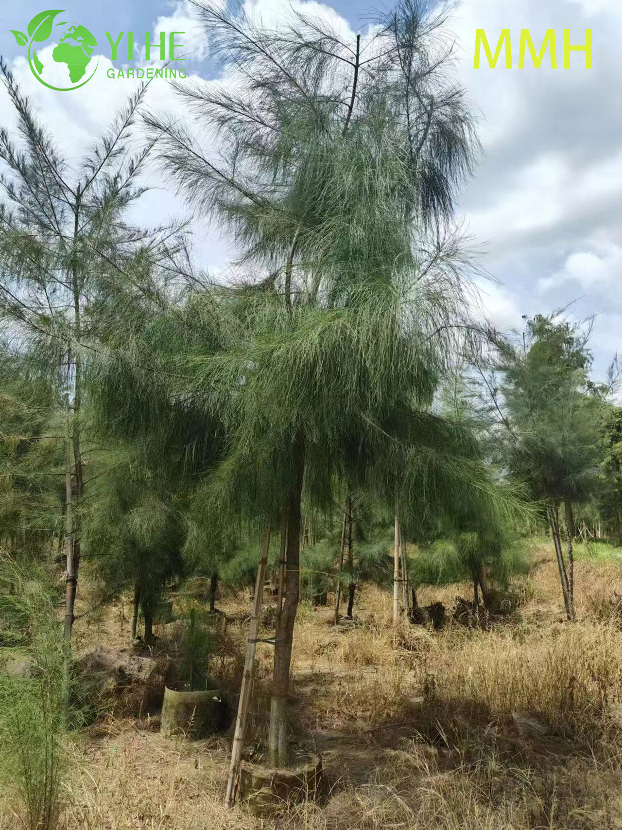 Sierkust Casuarina equisetifolia-boom