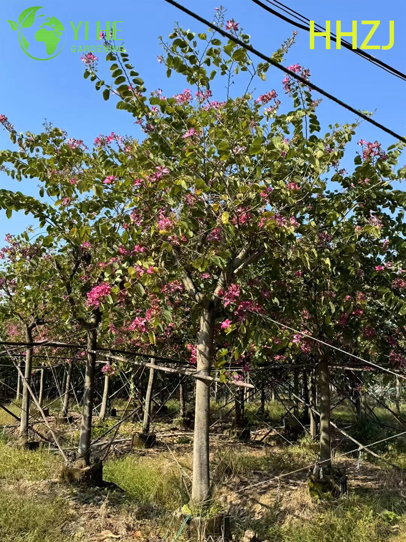 Albero di fioritura tropicale rosso ornamentale di Bauhinia variegata