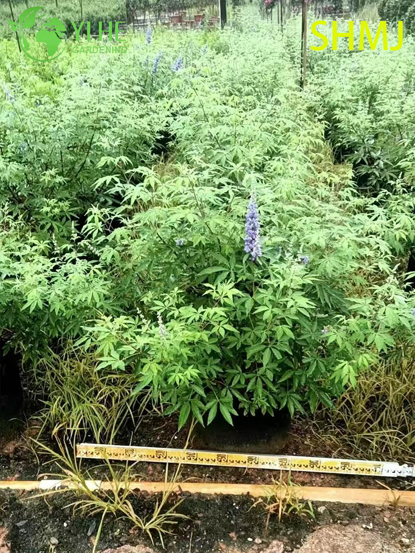 卸売輸出 Vitex Agnus-Castus 観賞用開花低木プレミアム品質