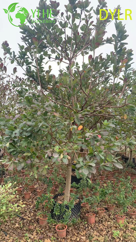 Gro&szlig;handel mit dekorativem Terminalia-Catappa-Baum, gro&szlig;bl&auml;ttrige Mandel f&uuml;r den Export im Garten- und Landschaftsbau
