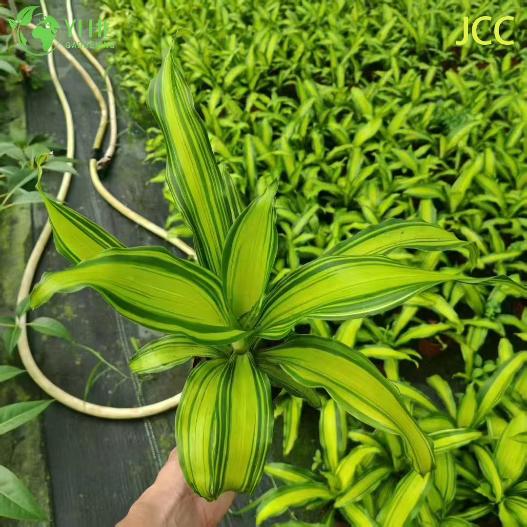 Exporta&ccedil;&atilde;o por atacado de mudas de folhagem tropical com brilho dourado | Mudas de Plantas Ornamentais