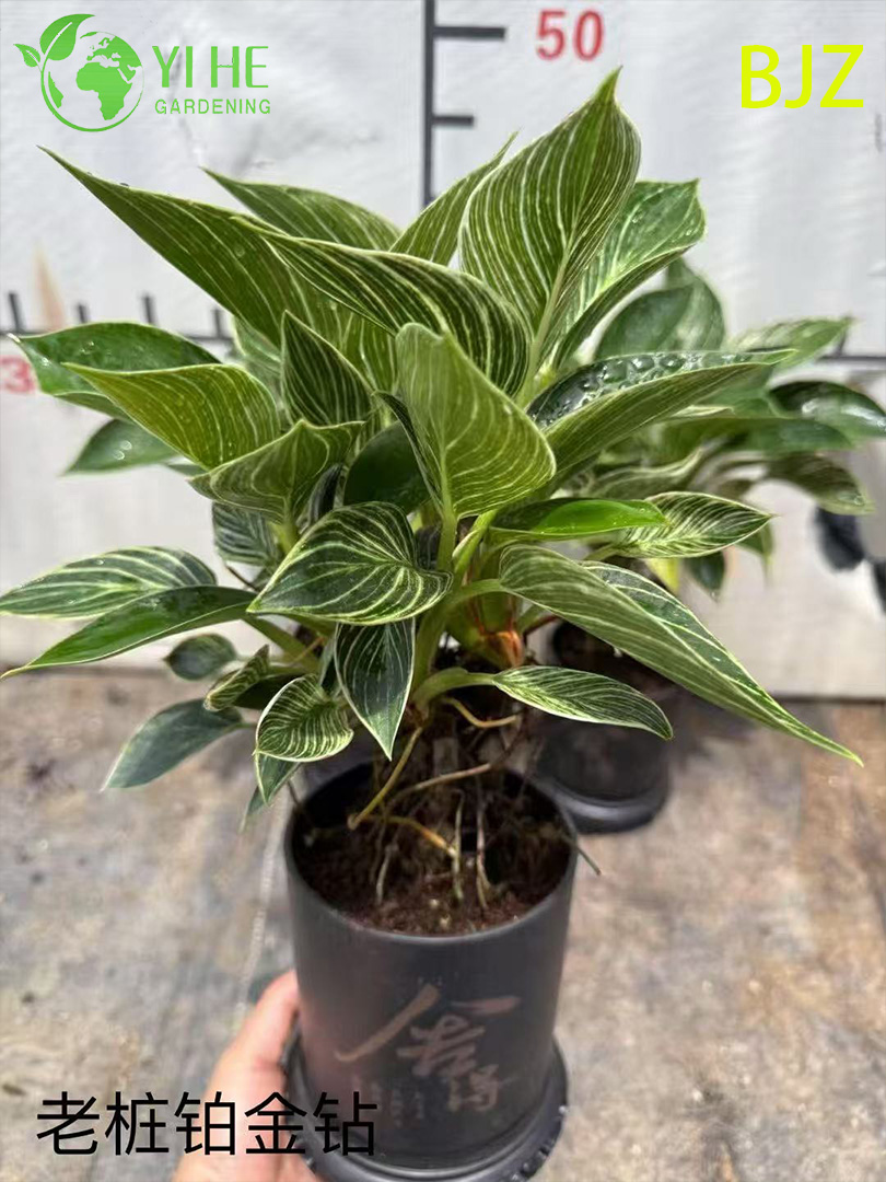 इनडोर लक्जरी पत्ते सजावट के लिए थोक प्लैटिनम डायमंड पॉटेड पौधे