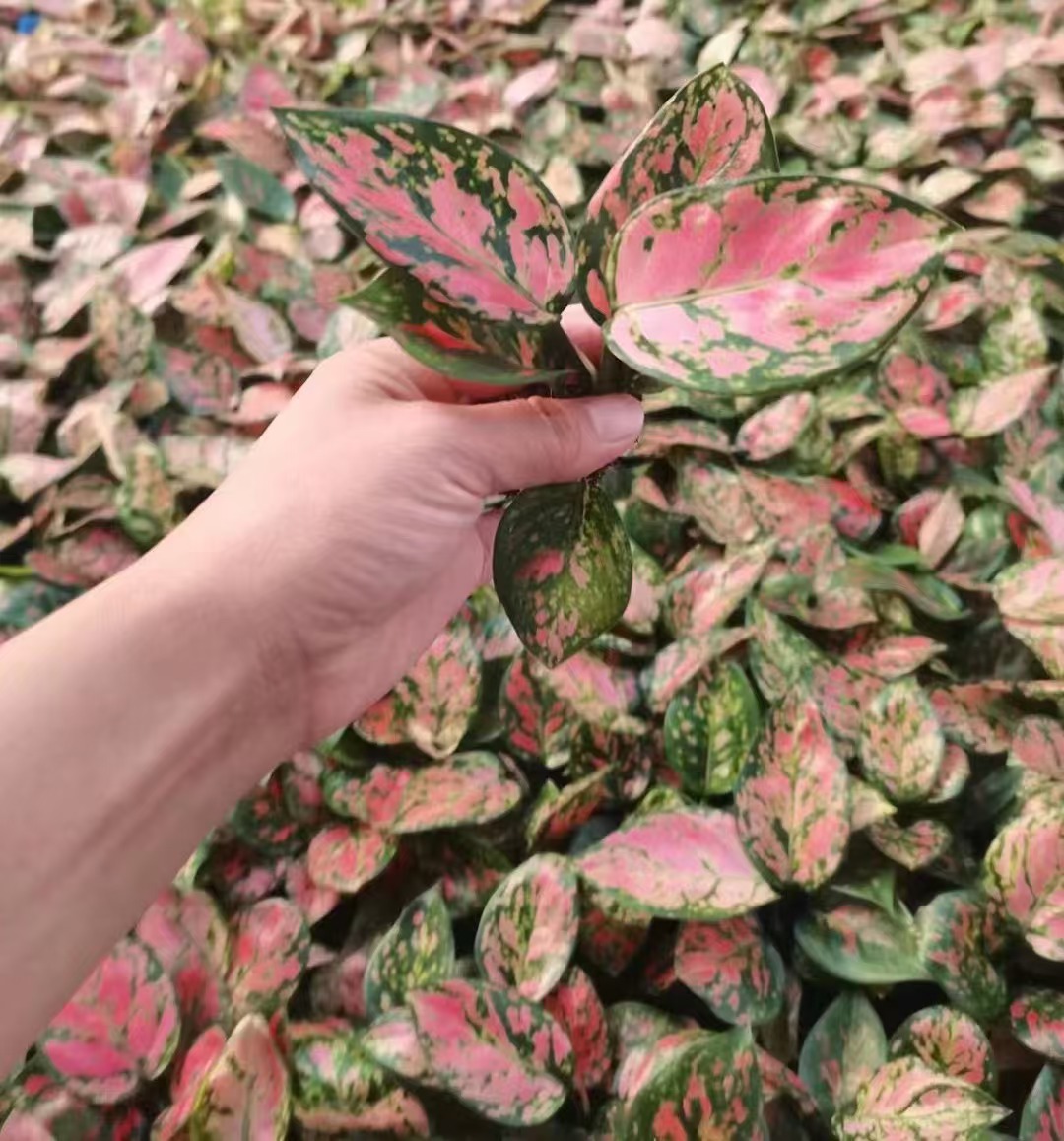 Aglaonema- C&acirc;y giống may mắn b&aacute;n chạy