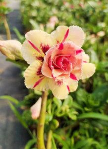 Adenium Obesum