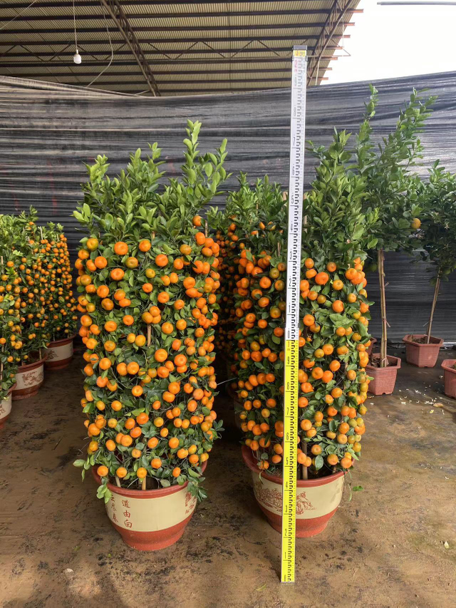 Citrus reticulata Blanco, Mandalina meyve ağa&ccedil;ları, Mandalina