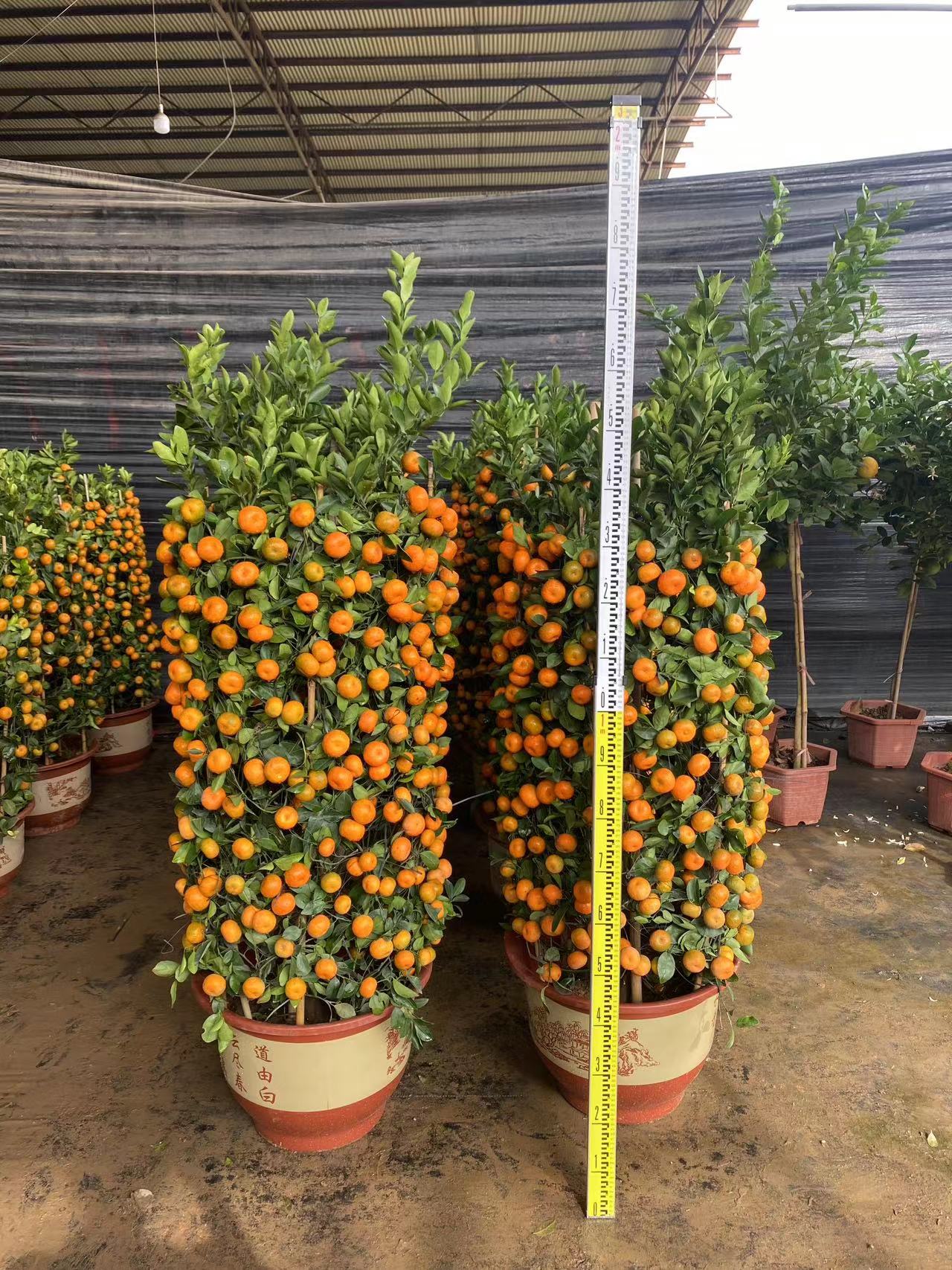 Citrus reticulata Blanco, alberi da frutto mandarino, mandarino