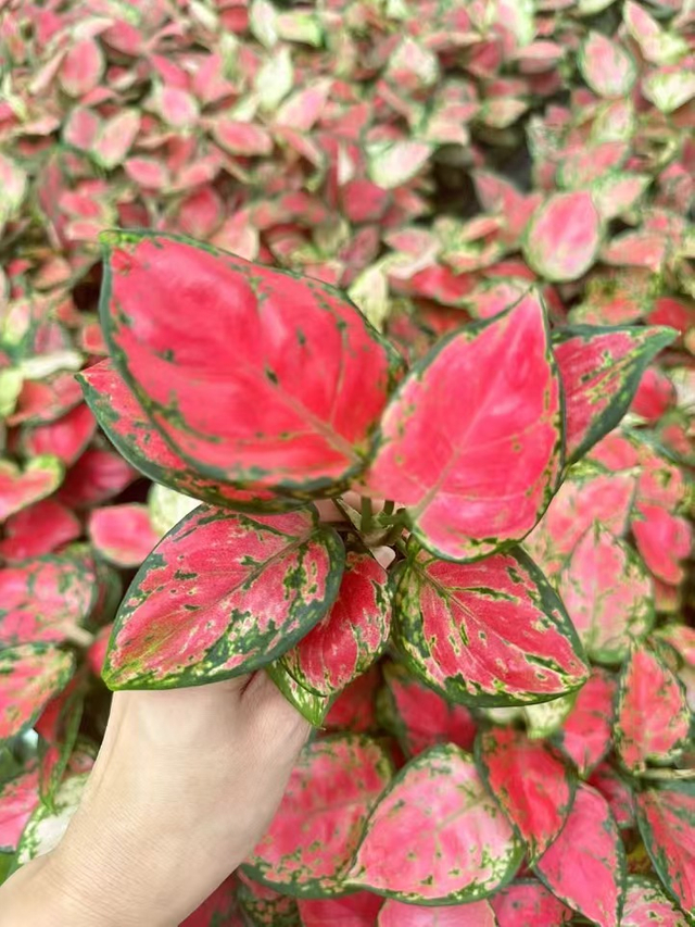 ເບ້ຍຄວາມງາມ Aglaonema ໃນສະພາບດີ