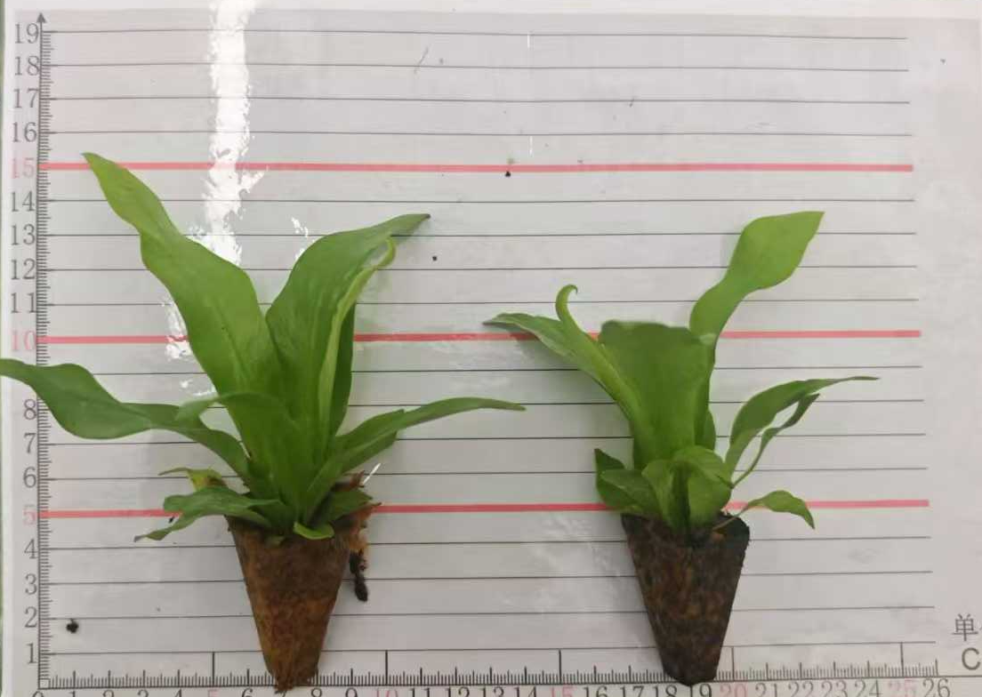 एस्पलेनियम निडस