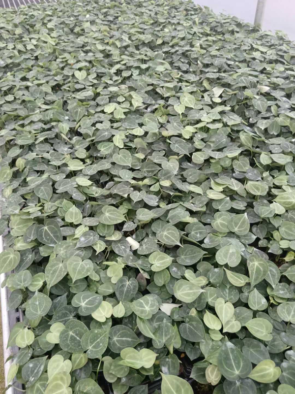एचेमिया ब्रोमेलियाड