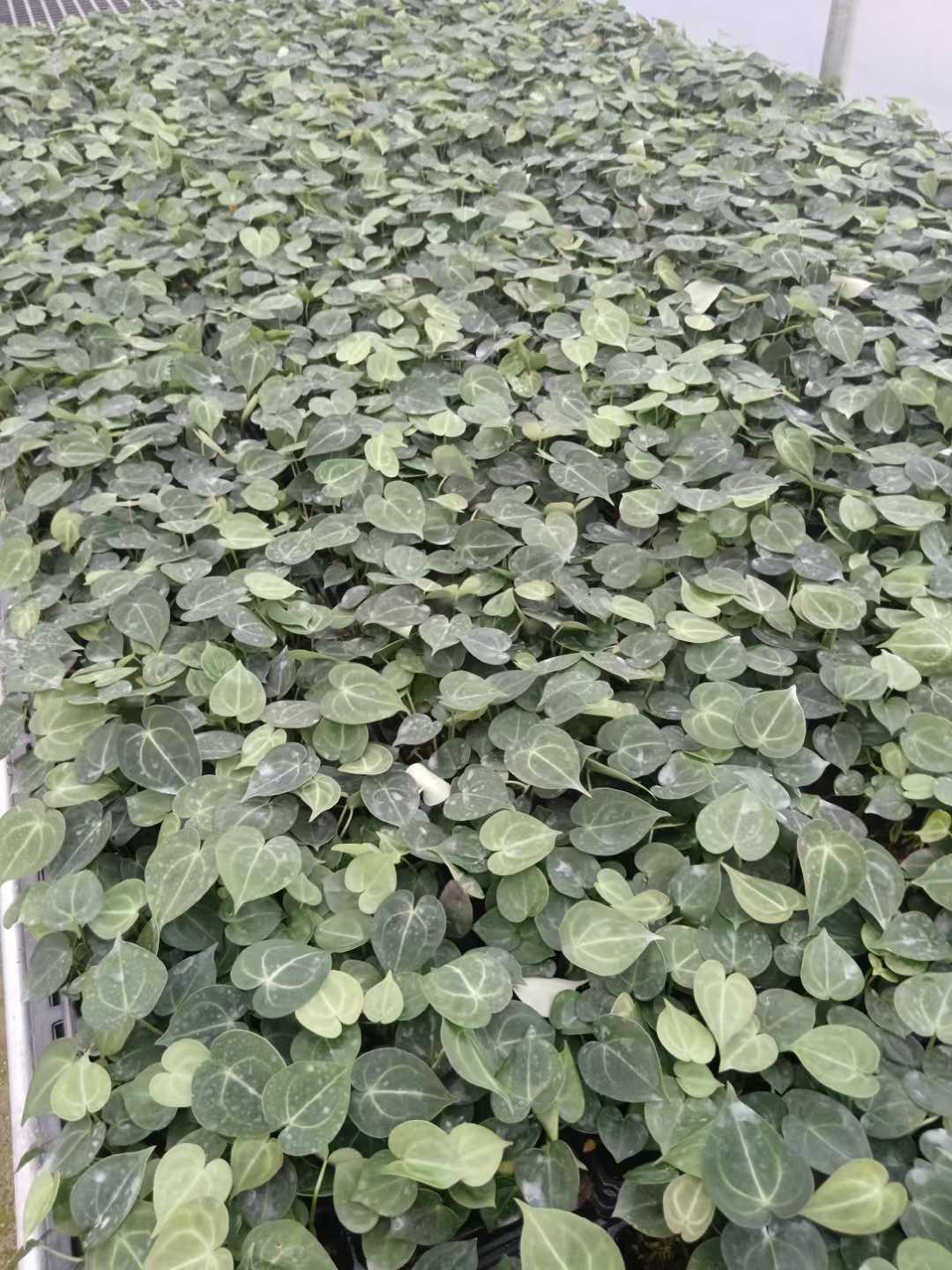 एचेमिया ब्रोमेलियाड