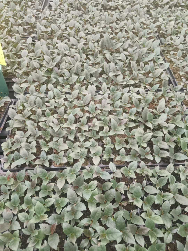 फिलोडेंड्रोन ब्लैक कार्डिनल